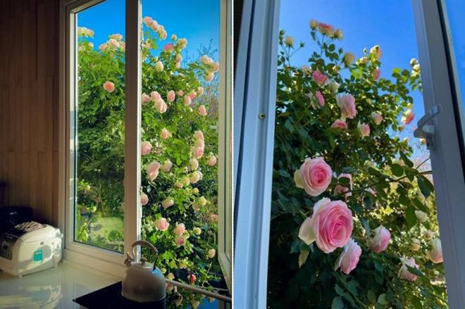 Chàng trai bỏ TP.HCM lên Đà Lạt trồng vườn hoa hồng 2.000m2 - Hình 6 Chang trai bo TP.HCM len Da Lat trong vuon hoa hong 2.000m2-Hinh-6