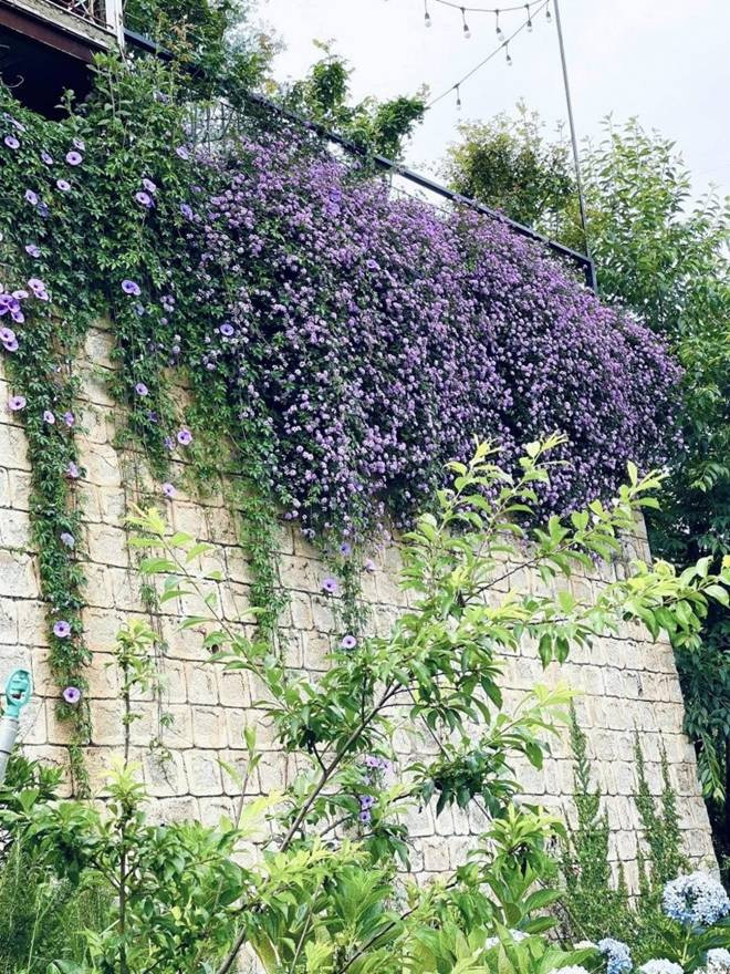 Chàng trai bỏ TP.HCM lên Đà Lạt trồng vườn hoa hồng 2.000m2 - Hình 11 Chang trai bo TP.HCM len Da Lat trong vuon hoa hong 2.000m2-Hinh-11