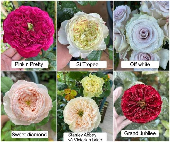 Chàng trai bỏ TP.HCM lên Đà Lạt trồng vườn hoa hồng 2.000m2 - Hình 8 Chang trai bo TP.HCM len Da Lat trong vuon hoa hong 2.000m2-Hinh-8