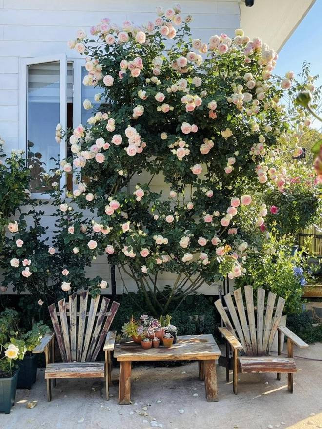 Chàng trai bỏ TP.HCM lên Đà Lạt trồng vườn hoa hồng 2.000m2 - Hình 7 Chang trai bo TP.HCM len Da Lat trong vuon hoa hong 2.000m2-Hinh-7