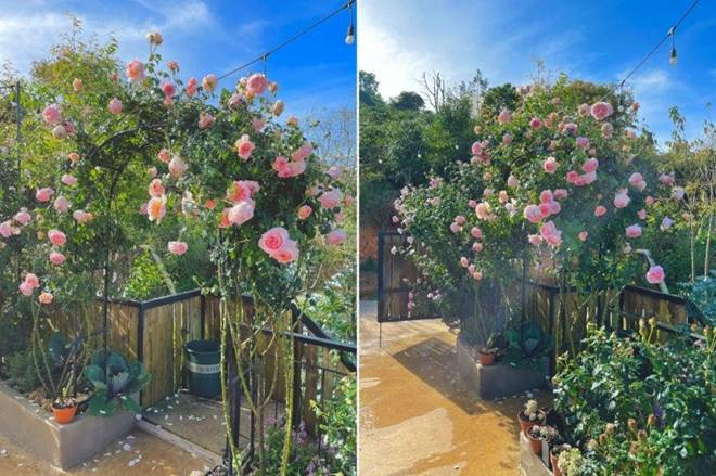 Chàng trai bỏ TP.HCM lên Đà Lạt trồng vườn hoa hồng 2.000m2 - Hình 15 Chang trai bo TP.HCM len Da Lat trong vuon hoa hong 2.000m2-Hinh-15
