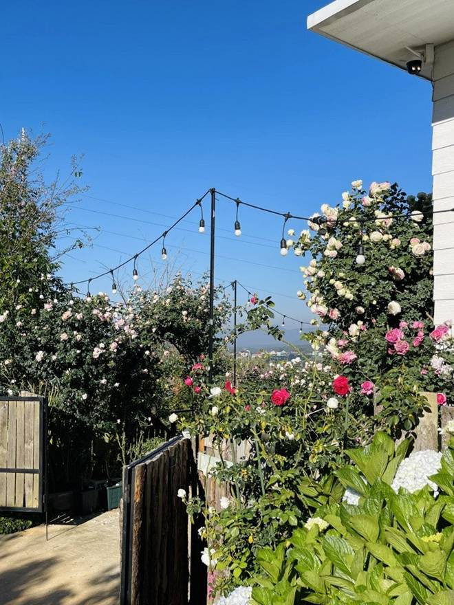 Chàng trai bỏ TP.HCM lên Đà Lạt trồng vườn hoa hồng 2.000m2 - Hình 5 Chang trai bo TP.HCM len Da Lat trong vuon hoa hong 2.000m2-Hinh-5