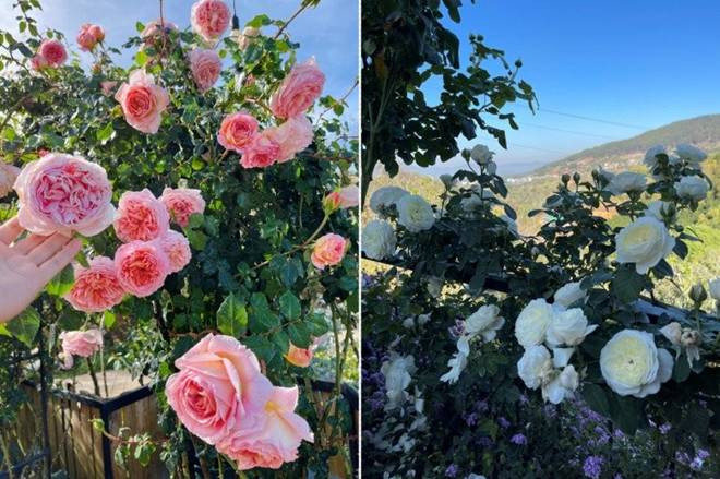 Chàng trai bỏ TP.HCM lên Đà Lạt trồng vườn hoa hồng 2.000m2 - Hình 13 Chang trai bo TP.HCM len Da Lat trong vuon hoa hong 2.000m2-Hinh-13
