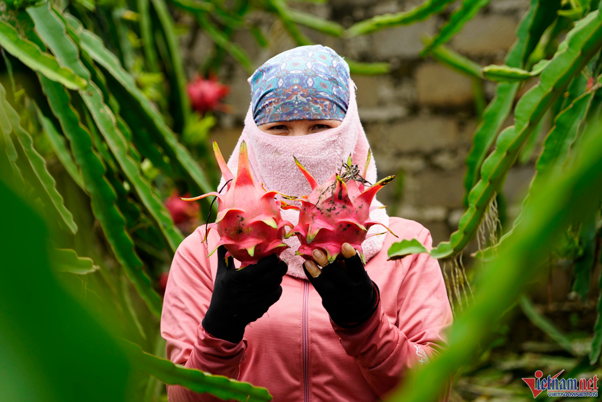 Mỹ chi 11,3 tỷ USD nhập khẩu quả và quả hạch từ Việt Nam My chi 11,3 ty USD nhap khau qua va qua hach tu Viet Nam