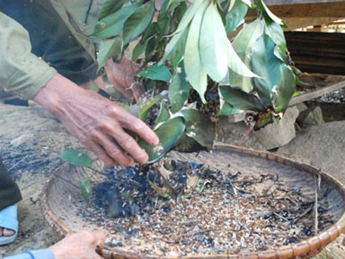 Kiến chấm muối. Đây là món ăn quen thuộc của đồng bào K'dong ở huyện Sơn Tây, Quảng Ngãi. Sau khi lấy tổ kiến về, dùng lá cây khô thui. Tổ kiến bị cháy, kiến và trứng kiến bắt đầu rơi xuống.