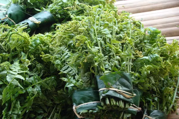 Rau dớn rừng. Là đặc sản của vùng cao nguyên rừng núi, nó thuộc họ dương xỉ nhưng nhỏ hơn, mọc hoang dại nơi bờ suối, bờ khe, dưới các tán rừng thấp có độ ẩm ướt cao và tránh ánh nắng mặt trời. Ảnh: Phunu.net.