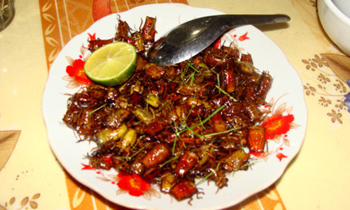 Sau đó đảo đều trên chảo lửa cùng lá chanh. Dù vậy, mùi của bọ xít rừng vẫn rất hôi, nên phải ăn kèm với một loại lá thơm đặc trưng của vùng Mường La là "húng đá".