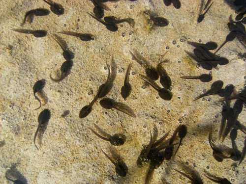 Nòng nọc. Món "nòng nọc" này không được lột da nên chắc hẳn người lạ sễ nổi da gà khi chạm tới món ăn này. Bát canh có đủ loại rau rừng, ếch con mới sinh chân co quắp ôm chặt cọng rau. Vì là ếch con (ếch sữa) nên thịt và mùi vị khá tanh.