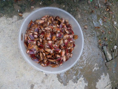 Bọ xít rừng. Bọ xít rừng hôi hơn nhiều so với bọ xít nhà, nhưng ăn lại ngon và bổ hơn. Bọ xít rừng được chế biến rất đơn giản, ngâm qua nước gạo đã pha ớt để khử bớt mùi hôi.