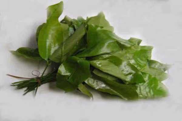 Rau bép. Rau bép mọc tập trung tại một số khu rừng phía Nam, nhiều nhất ở Lâm Đồng, có thể cho hái lá quanh năm. Song, rau mọc nhiều và cho ngọn, lá đẹp nhất là vào mùa mưa. Những lá bép ở gần phần ngọn tươi, non, khi nấu có những hương vị ngọt, thơm rất đặc trưng. Tùy theo sở thích của mỗi người mà có thể chế biến rau bép thành những món ăn khác nhau.