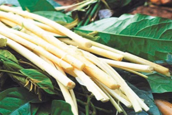 Cây móc hay còn gọi song mây. Người M'nông chế biến song mây thành nhiều món ăn khoái khẩu. Họ chọn loại đọt non, ngọt, sau đó luộc chín rồi thái mỏng hoặc đập dập trộn với thịt lợn nạc hay thịt ba chỉ, thêm ớt xanh, muối, mì chính, rau thơm… trộn đều cho ra món nộm đọt mây rất khoái vị. Ảnh: Nguyentandung.org.