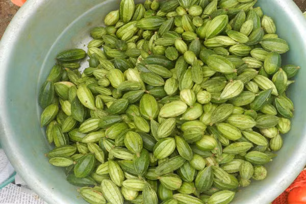 Những quả non của song mây hay cây móc còn được dùng để nấu cháo, nấu canh. Đầu lưỡi sẽ đắng ngắt nhưng sau lại có vị mát, ngọt rất sâu. Ảnh: Dulichnganha.