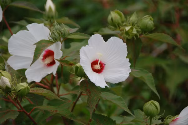 7. Rễ cây Thục Quỳ. Là loại thảo mộc có vị mát nhẹ, nó có thể làm dịu hệ thống tiết niệu và kích thích đi tiểu dễ dàng. Một vài nghiên cứu khoa học đã tìm ra trong loài thảo mộc này có tác dụng đặc biệt chữa các bệnh thận.