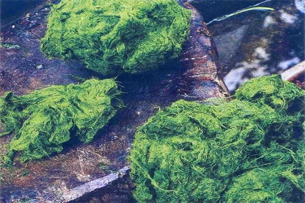 Rêu đá là đặc sản chỉ có ở vùng núi, thường mọc bám vào các gờ đá nơi lòng suối. Từ những đám rêu xanh rờn, người Thái chế biến thành nhiều món ngon hấp dẫn bằng cách xào, hấp, luộc hay nướng, đặc biệt nhất là món mọc từ rêu của dân tộc này.