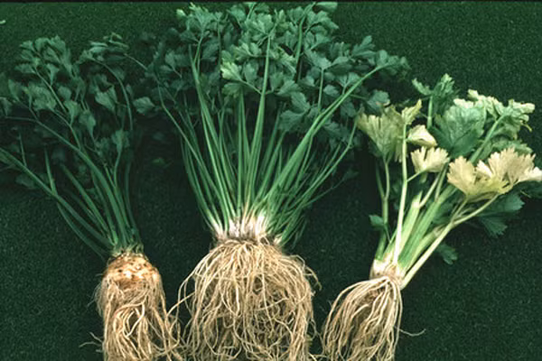 4. Rễ cây Cần Tây. Cả rễ và hạt cần tây được dùng trong nhiều thế kỷ như một liều thuốc lợi tiểu tự nhiên. Gốc cây này có thể loại bỏ độc tố khỏi cơ thể bằng cách tăng lượng nước tiểu và kích thích thận hoạt động vì nó có chứa các chất dinh dưỡng như kali và natri.