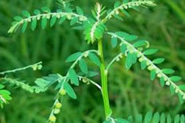 1. Cây diệp hạ châu (cây Chó đẻ), là loại cây rất được chuộng ở vùng Nam Mỹ để hỗ trợ thận và thử nghiệm lâm sàng cho bệnh này. Nó là loại thảo dược được sử dụng rộng rãi trong y học chữa thận, bàng quang và gan. Một số trường hợp chỉ cần dùng độc vị cây này cũng chữa khỏi viêm gan. Điều quan trọng là cần có sự phối hợp của chế độ ăn ít mỡ, nhiều rau quả và năng vận động.