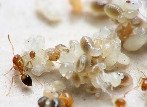 Khi thưởng thức với cơm, vị chua của trứng kiến, kết hợp với vị chua của dưa tạo thành món ăn ngon miệng vào mùa hè.