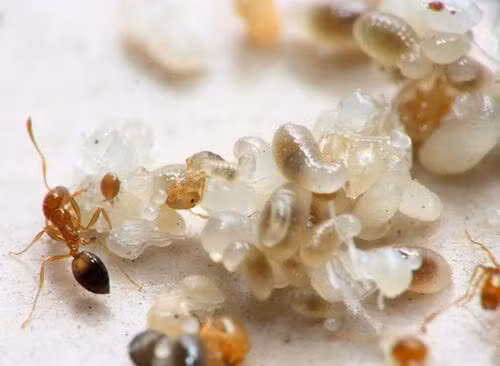 mon ngon tu kien cuc la nen thu hinh anh 3