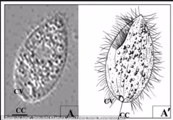 2.000 con cá mập bị ăn não, trôi dạt vào bờ biển Mỹ - Hình 2 2.000 con ca map bi an nao, troi dat vao bo bien My-Hinh-2