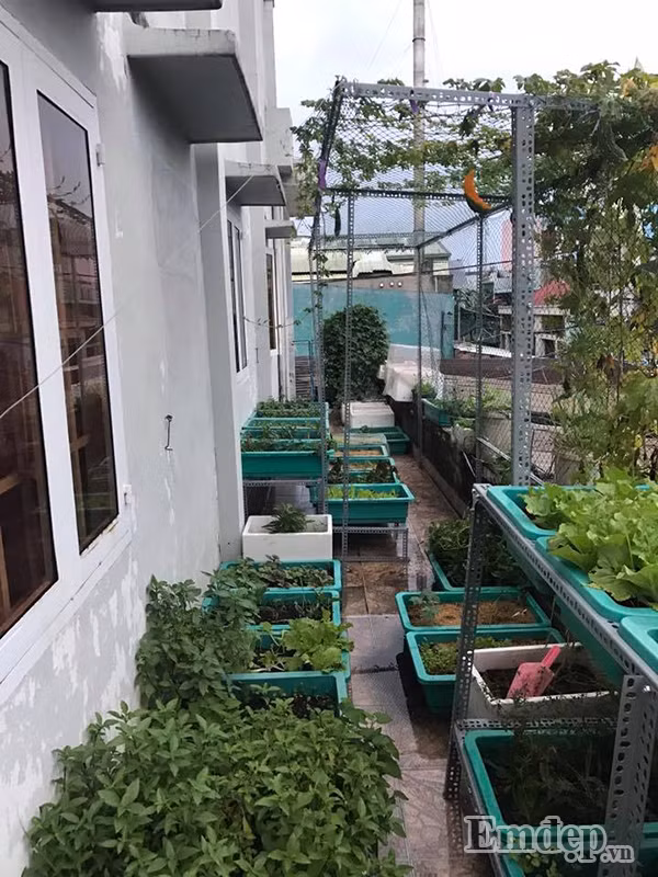 Vườn rau của chị Hằng trồng khá nhiều loại và được bố trí rất hợp lí. Rau được trồng trong các thùng nhựa vừa tiết kiệm chi phí lại vừa tiết kiệm được diện tích. Ngoài ra chị còn thiết kế giàn leo cho một số loại cây như mướp đắng, đỗ... để tận dụng tối đa diện tích của sân thượng. Cùng với đó, chị trồng rất nhiều các loại rau như cải xanh, xà lách, mồng tơi, rau đay, tần ô, rau muống, rau dền...Khu vườn rau nhỏ thứ hai được chị Hằng chăm sóc.