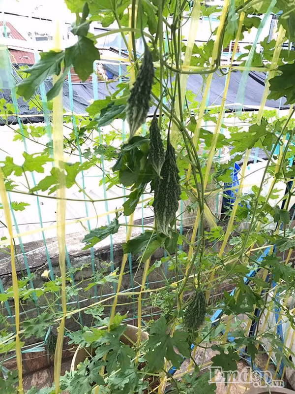 Chị chia sẻ: "Mình mới có em bé và cũng không yên tâm khi mua rau ngoài chợ nên rất muốn có vườn rau sạch phục vụ cho bữa ăn của bé và gia đình mỗi ngày”. Chị trồng rau một phần vì thú vui và đam mê, một phần vì muốn đảm bảo an toàn cho sức khỏe của gia đình. Vì vậy, dù khá bận rộn với công việc nhưng chị vẫn luôn cố gắng dành thời gian cho việc chăm sóc vườn rau của mình mỗi ngày. Mướp đắng sai trĩu quả trong vườn.