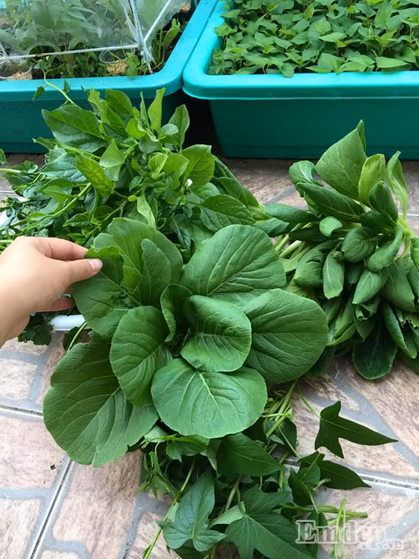 Chị cho biết, mỗi ngày cần phải tưới rau hai lần, một lần vào buổi sáng và một lần vào buổi chiều để rau luôn được cung cấp đủ nước. Một lưu ý nhỏ là nên tưới với lượng nước vừa đủ và để ý độ ẩm của đất, nếu tưới quá nhiều sẽ dễ xảy ra tình trạng úng rễ. Thành quả sau bao ngày tháng chăm sóc của chị Hằng.