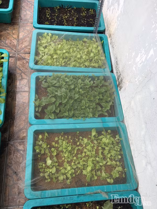 Có được một vườn rau xanh tốt như vậy là nhờ vào sự tỉ mỉ và chăm chỉ của chị Hằng ngay từ những bước đầu tiên. Bí quyết của chị chính là trộn đất thịt với xơ dừa, tro trấu và phân hữu cơ rồi bắt đầu gieo hạt. Khi rau ra được vài lá thì tưới thêm phân cá nhằm cung cấp dinh dưỡng cho rau. “Vườn rau nhà mình cũng ít sâu bệnh, phát hiện có sâu bệnh cái là mình bắt bằng tay luôn. Còn nếu sâu bệnh nặng thì mình bỏ lứa đó, đất đó rồi trộn vôi phơi nắng”, chị Hằng chia sẻ. Những chậu rau khi mới gieo trồng.