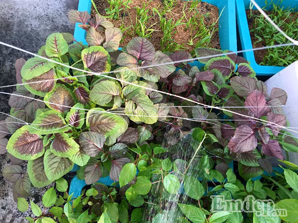 Không gian xanh tươi ngập tràn các loại rau không chỉ giúp chị Hằng và gia đình an tâm hơn về bữa ăn hàng ngày, mà còn là nơi để thư giãn sau những giờ làm việc căng thẳng. Nguồn rau sạch cho mỗi bữa ăn của gia đình chị.