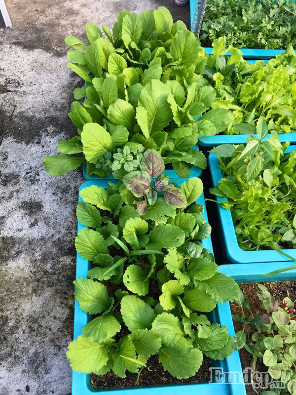 Niềm vui của chị là được nhìn ngắm vườn rau xanh của mình mỗi ngày.