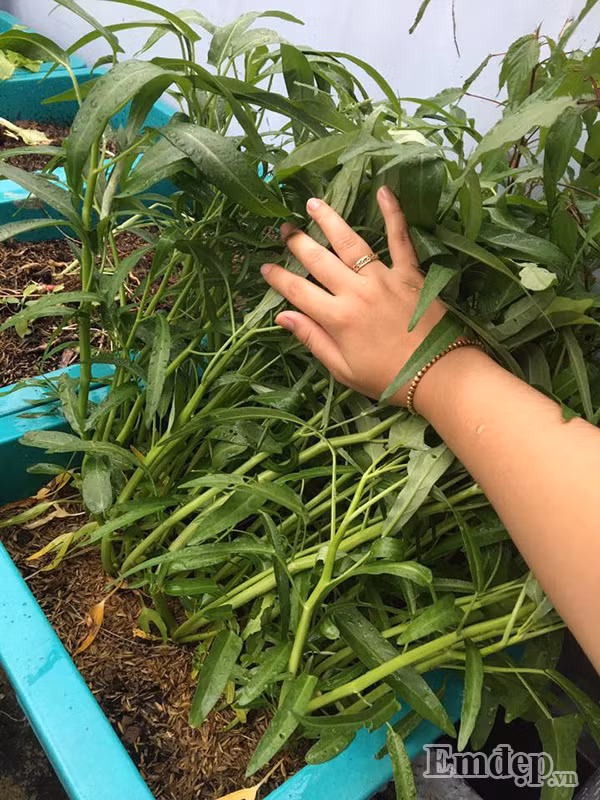 Công việc làm vườn của chị cũng nhận được sự ủng hộ rất nhiệt tình từ người chồng. “Anh cũng rất hay giúp đỡ mình trong việc trồng rau. Hồi đầu mới trồng, anh giúp mình đưa đất lên sân thượng. Dạo này mình có chỉ anh cách trộn đất nên anh cũng làm được luôn rồi. Hằng ngày, anh còn phụ giúp mình tưới rau nữa”, chị Hằng vui vẻ tâm sự. Rau muống xanh tươi chờ ngày thu hoạch.