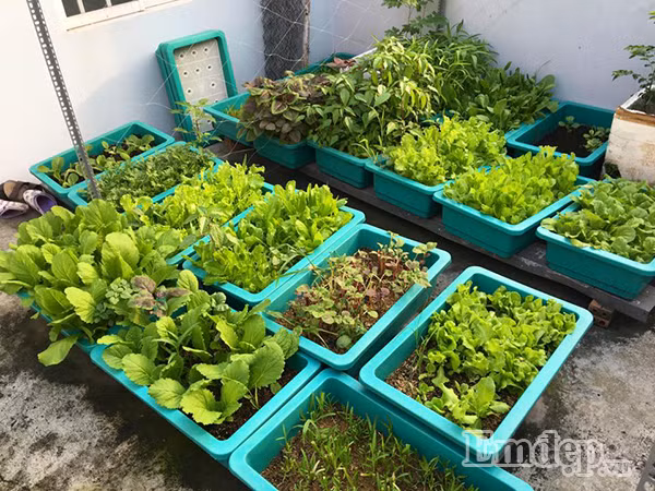 Tuy chỉ mới bắt tay vào việc trồng rau được hơn bốn tháng nhưng sân thượng của bà mẹ trẻ 9X luôn đầy ắp các loại rau xanh tươi mơn mởn. Nhờ có vườn rau xanh mà đến nay gia đình chị không phải lo về nguồn rau sạch cho những bữa ăn hằng ngày. Một trong hai vườn rau xanh tốt trên sân thượng nhà chị Hằng. Nguồn ảnh: Trúc Hằng.