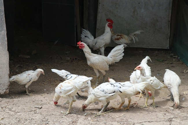 Nuôi loại gà Peru thu tiền tỷ - Hình 2 Nuoi loai ga Peru thu tien ty-Hinh-2