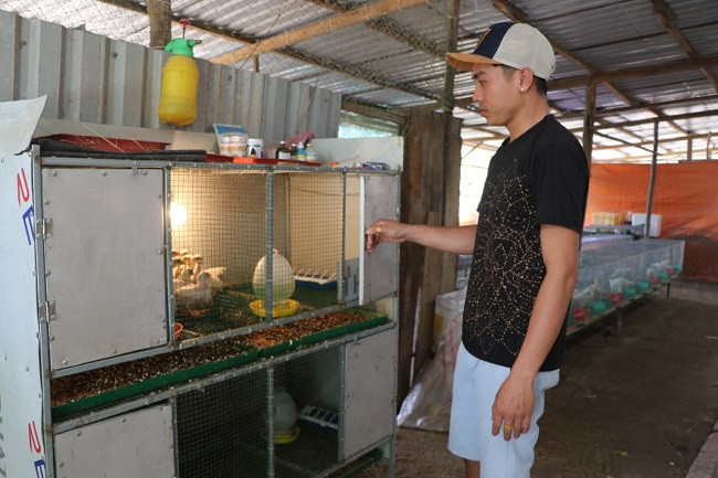 Nuôi loại gà Peru thu tiền tỷ Nuoi loai ga Peru thu tien ty