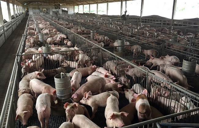 Giá lợn hơi tăng nóng, “ông lớn” ngành chăn nuôi lãi đậm - Hình 2 Gia lon hoi tang nong, “ong lon” nganh chan nuoi lai dam-Hinh-2