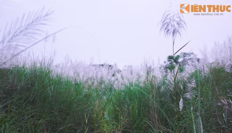 Những bông lau bãi giữa sông Hồng mang một vẻ đẹp nên thơ, lãng mạn của những ngày cuối thu, chúng ta có thể đến đây để tránh xa sự tấp nập ngột ngạt của trung tâm Hà Nội để cùng nhau thư giãn, thưởng thức những nét đẹp tinh khôi mà hết đỗi giản dị này.