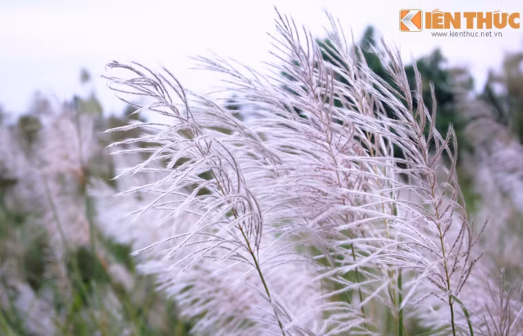 Những bông cỏ lau trắng gợi lên vẻ đẹp mong manh yếu đuối như những cô gái trẻ ngây thơ, trong sáng.