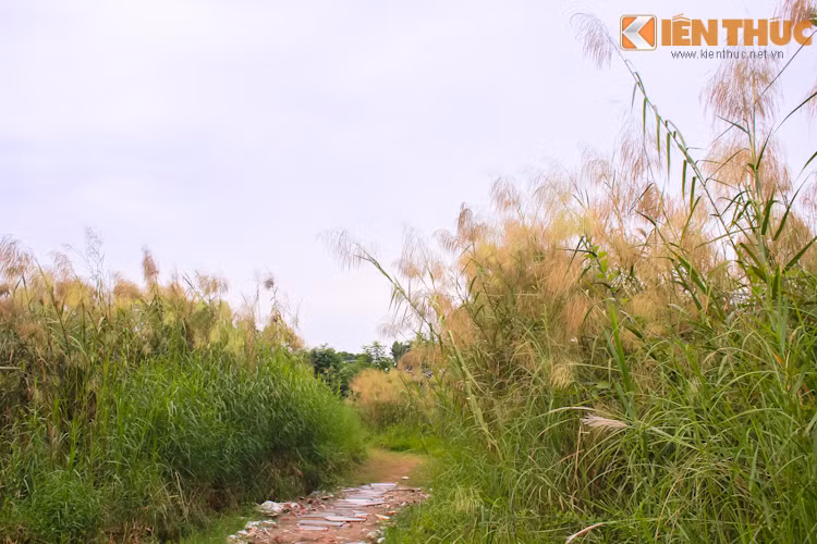 Xen lẫn những bông lau trắng là những bông lau vàng mang vẻ phong trần, mạnh mẽ và cứng cáp hơn.