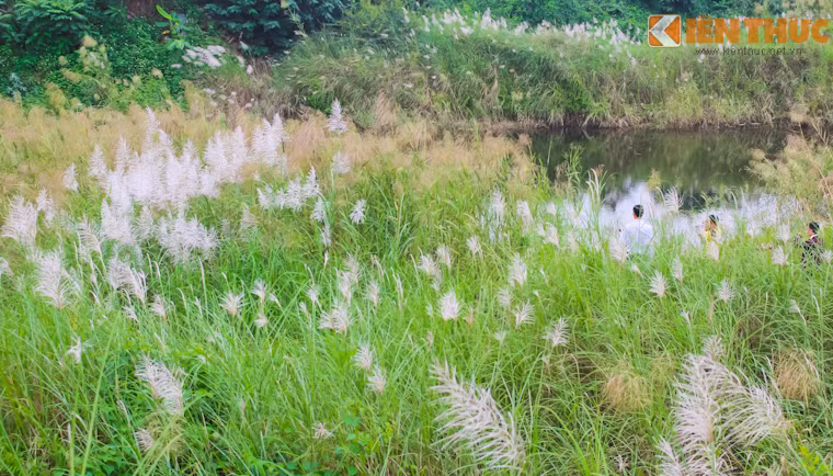 Tháng 10 với thời tiết se lạnh là thời điểm những cánh đồng hoa lau ven sông Hồng, Hà Nội bung nở. Đi trên cầu Long Biên nhìn xuống các bãi nổi, chạy dọc đường đê dẫn ra ngoại thành... có thể dễ dàng bắt gặp những cánh đồng lau trắng muốt đẹp mơ màng.