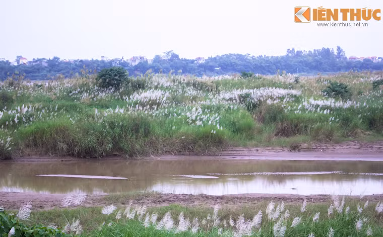 Những cánh đồng lau mọc hoang dại trên các bãi nổi luôn khiến người đi trên cầu như bị níu chân, mải miết ngắm nhìn từ trên cao. Tuy nhiên để di chuyển đến những bãi nổi này cũng không phải điều dễ dàng.