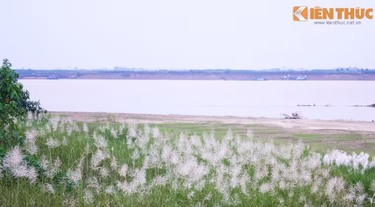 Để ngắm lau, chụp ảnh cỏ lau dễ dàng hơn, các bạn trẻ có thể đến bãi đá sông Hồng những ngày này. Với mức phí 30 nghìn đồng, các bạn trẻ có thể thoả thích thoả mình giữa cánh đồng lau rộng lớn, đón gió sông Hồng trong tiết trời chớm đông.