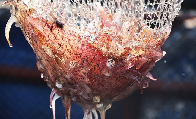 Theo những chủ nhà hàng nơi đây, mực nhảy ngon nhất khi vừa vớt lên từ lồng nuôi, rửa sạch để nguyên con đem làm sashimi (gỏi mực), luộc, hấp bia, hoặc kho gừng. Vị ngọt và béo, độ giòn của con mực còn tươi nguyên khiến mực nhảy Vũng Áng không thể lẫn với mực vùng khác.