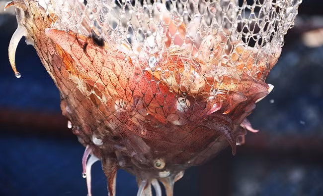 Theo những chủ nhà hàng nơi đây, mực nhảy ngon nhất khi vừa vớt lên từ lồng nuôi, rửa sạch để nguyên con đem làm sashimi (gỏi mực), luộc, hấp bia, hoặc kho gừng. Vị ngọt và béo, độ giòn của con mực còn tươi nguyên khiến mực nhảy Vũng Áng không thể lẫn với mực vùng khác.