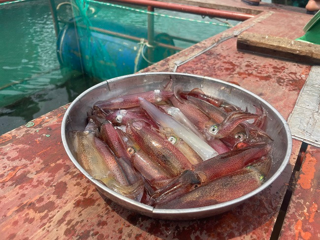 Mực nhảy là những con mực khi vớt lên để chế biến vẫn còn sống, giãy đành đạch, mắt và các sao phát sáng trên thân mực nhấp nháy liên tục.