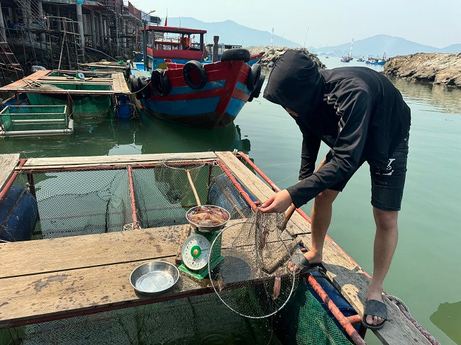 "Mới đầu mùa nhưng đã có rất đông khách gọi điện đặt bàn, đặt mực trước vì sợ hết hàng. So với năm trước, năm nay luợng khách đầu mùa đông hơn, giá bán dao động từ 600 nghìn đồng đến 700 nghìn đồng/kg". chủ nhà hàng Thanh Nhàn chia sẻ.