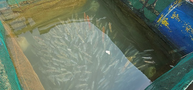 Những con mực tươi sống được câu trong đêm, thả nuôi vào khoang thuyền có trữ sẵn nước biển rồi đem về bán cho các chủ nhà hàng nổi kinh doanh hải sản ở bên bờ biển thuộc địa bàn thôn Hải Phong, xã Kỳ Lợi.