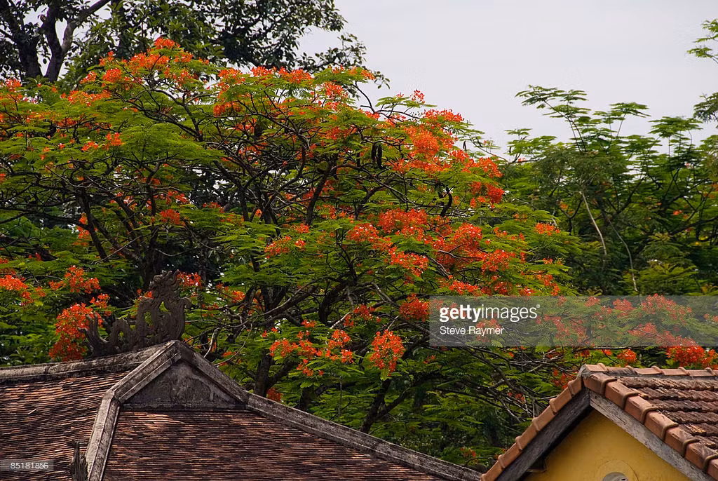 Sắc phượng đỏ trong Hoàng thành.