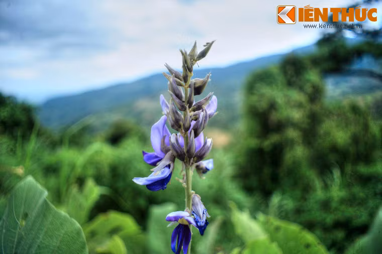 Với hệ thực vật phong phú đa dạng và tính đặc trưng cao, Khu Bảo tồn Thiên nhiên Đèo Ngoạn Mục đã được thành lập.