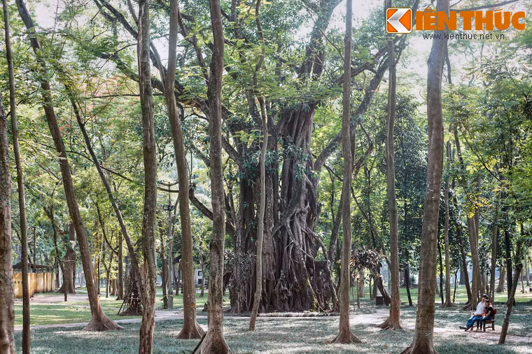 Khu vườn vẫn lưu giữ được những cây thân gỗ có đường kính rất lớn, đã tồn tại qua nhiều biến cố trong lịch sử Thủ đô.