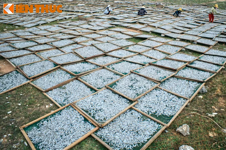 Các loại hải sản tươi ngon, phong phú về chủng loại cũng là một nét hấp dẫn của vịnh.