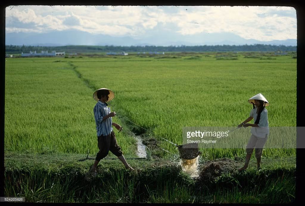 Tát nước ở một cánh đồng, 17/8/1993.